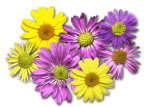 fleurs et nature (116).gif